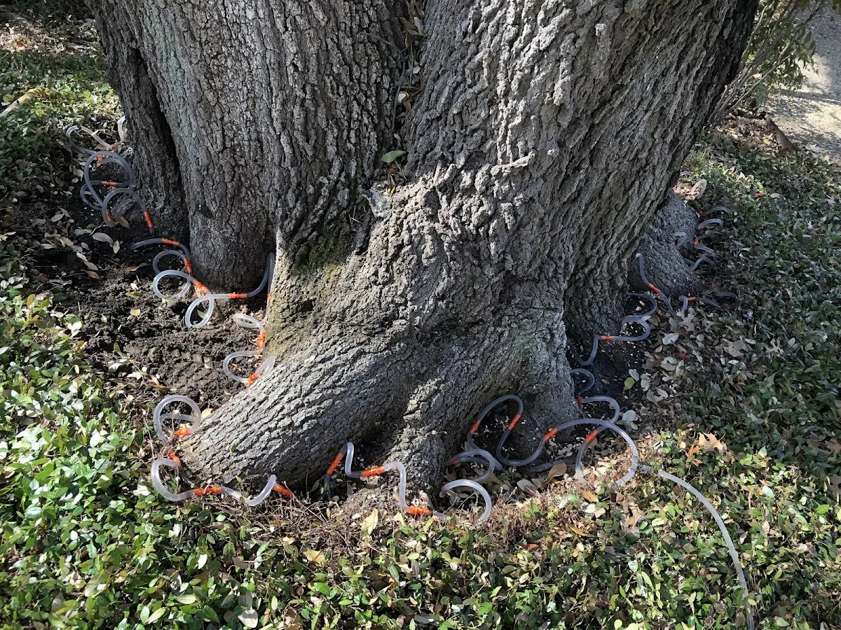 Detailed Tree Cabling and Bracing job site in Rembert