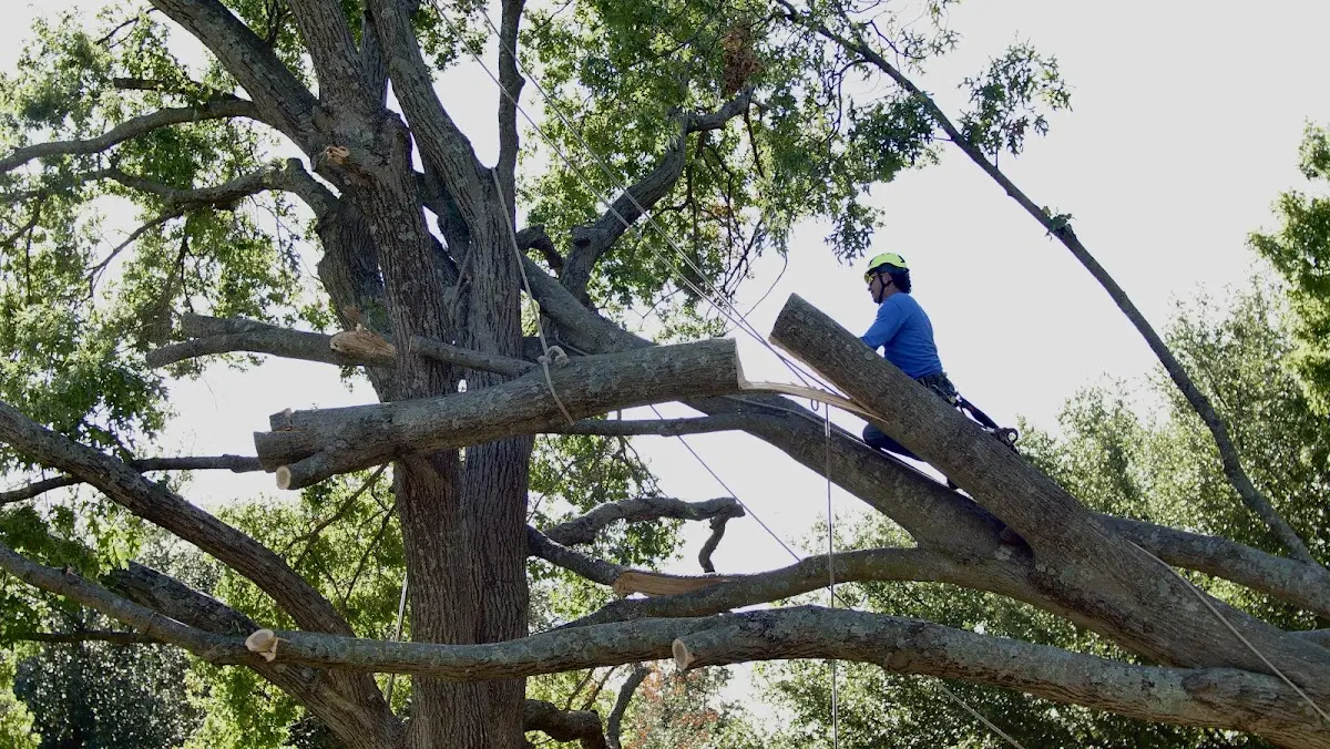 Professional Hazardous Tree Removal performed by certified arborists in Rembert